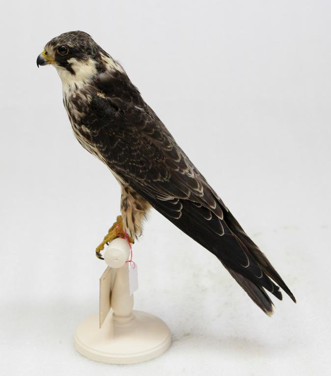 animal naturalisé : oiseau : Faucon hobereau