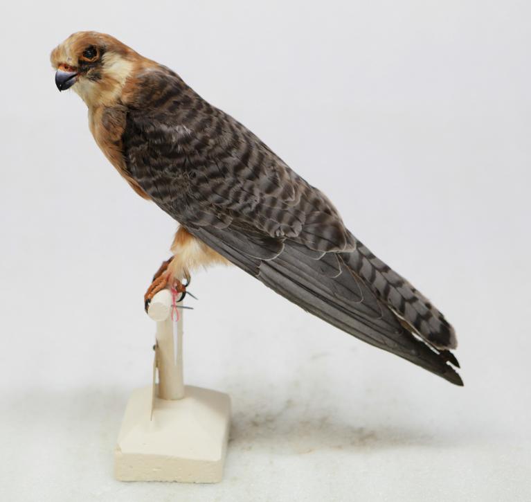 animal naturalisé : oiseau : Faucon kobez