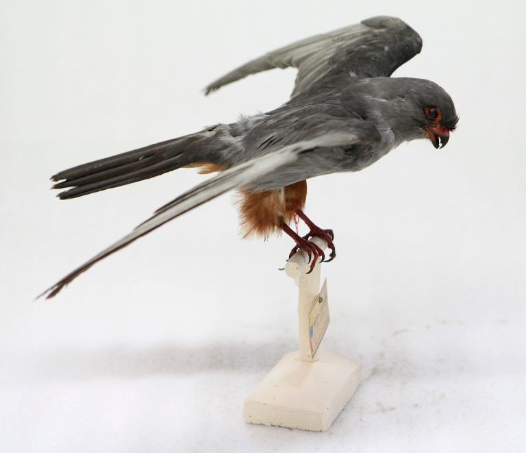 animal naturalisé : oiseau : Faucon kobez