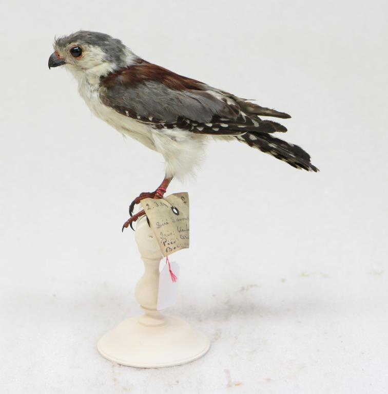 animal naturalisé : oiseau : Fauconnet d'Afrique