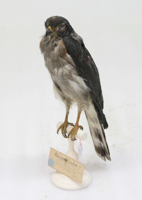 animal naturalisé : oiseau : Faucon
