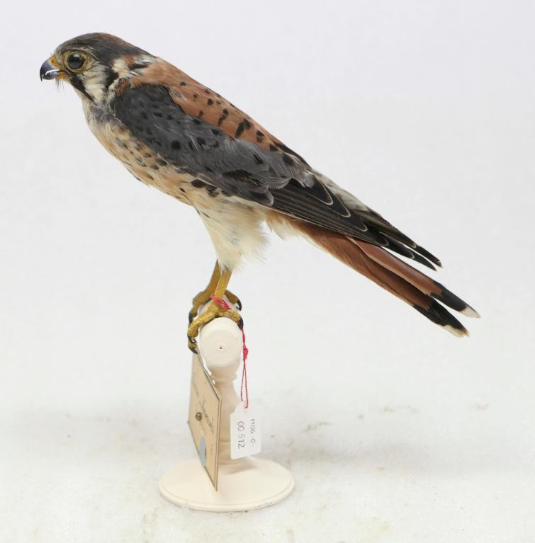 animal naturalisé : oiseau : Crécerelle d'Amérique