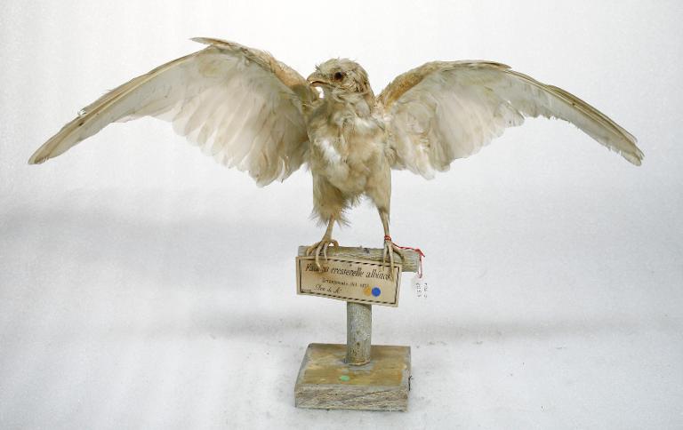 animal naturalisé : oiseau : Faucon crécerelle