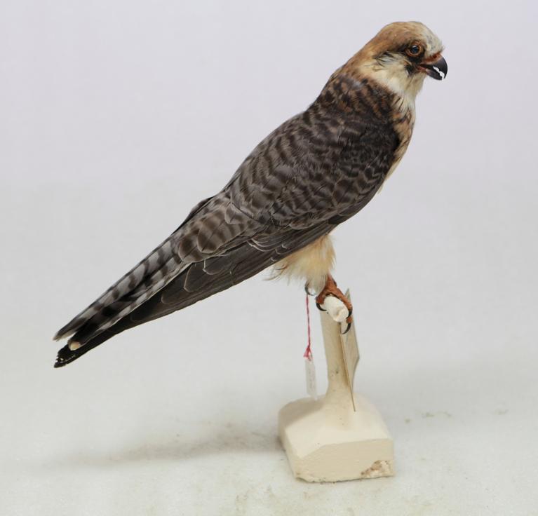 animal naturalisé : oiseau : Faucon kobez