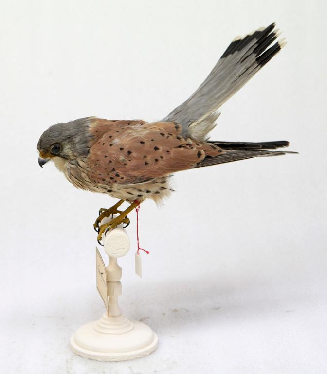 animal naturalisé : oiseau : Faucon crécerelle