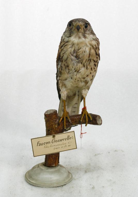 animal naturalisé : oiseau : Faucon crécerelle