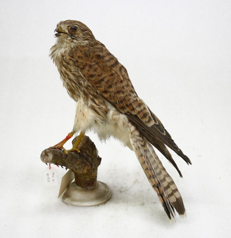 animal naturalisé : oiseau : Faucon crécerelle