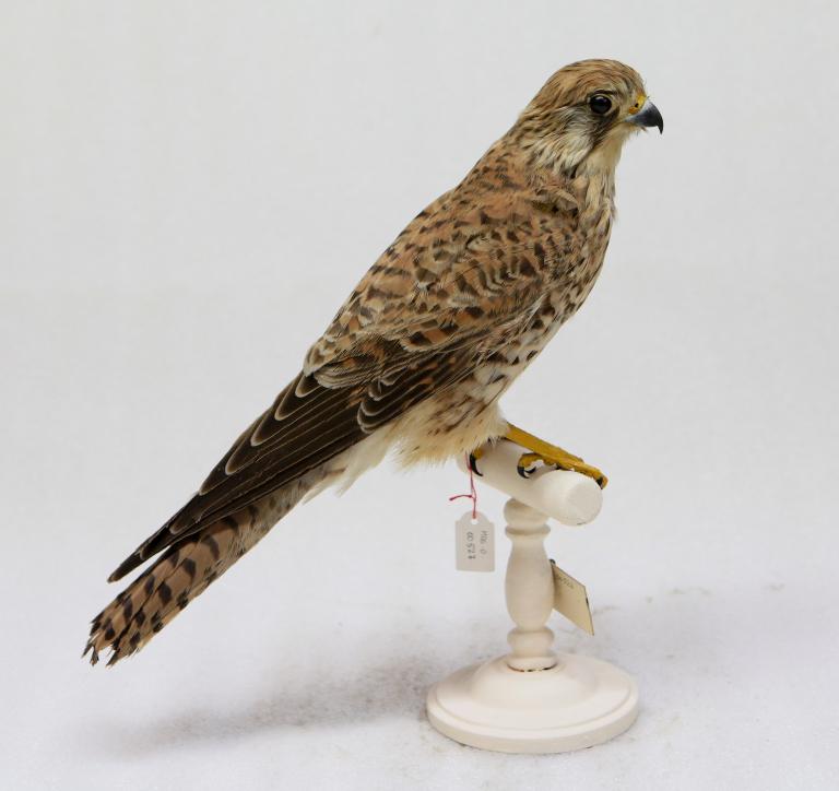 animal naturalisé : oiseau : Faucon crécerelle