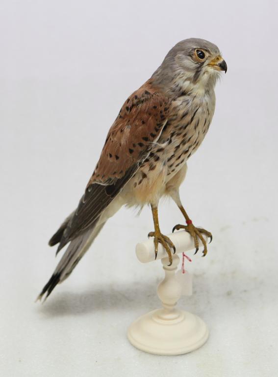 animal naturalisé : oiseau : Faucon crécerelle