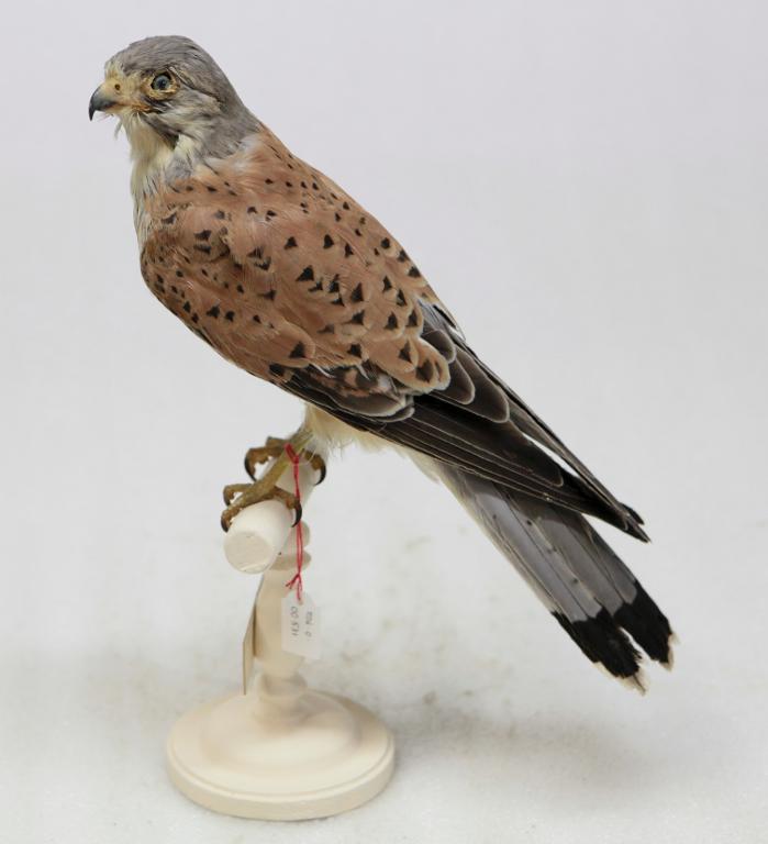 animal naturalisé : oiseau : Faucon crécerelle