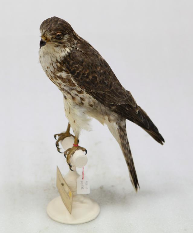 animal naturalisé : oiseau : Faucon émerillon