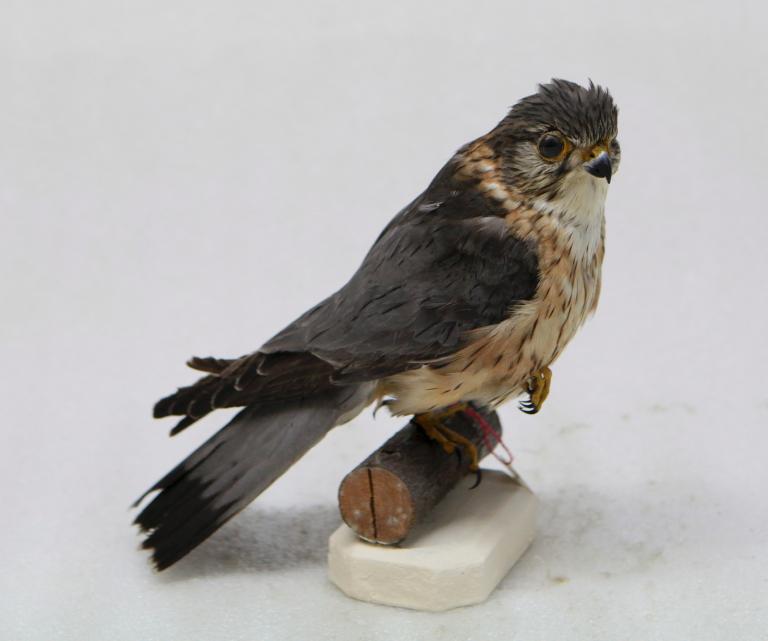 animal naturalisé : oiseau : Faucon émerillon