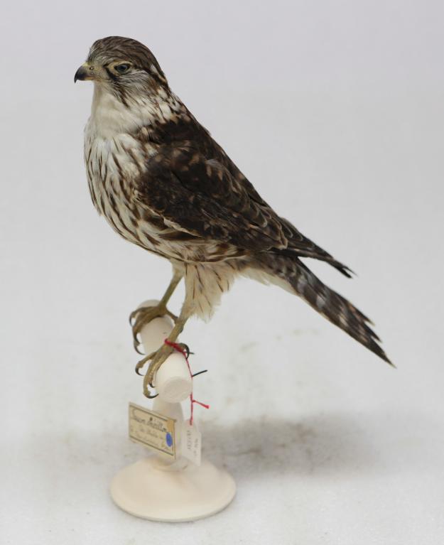 : oiseau : Faucon émerillon