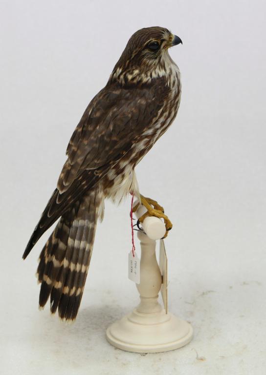 animal naturalisé : oiseau : Faucon émerillon