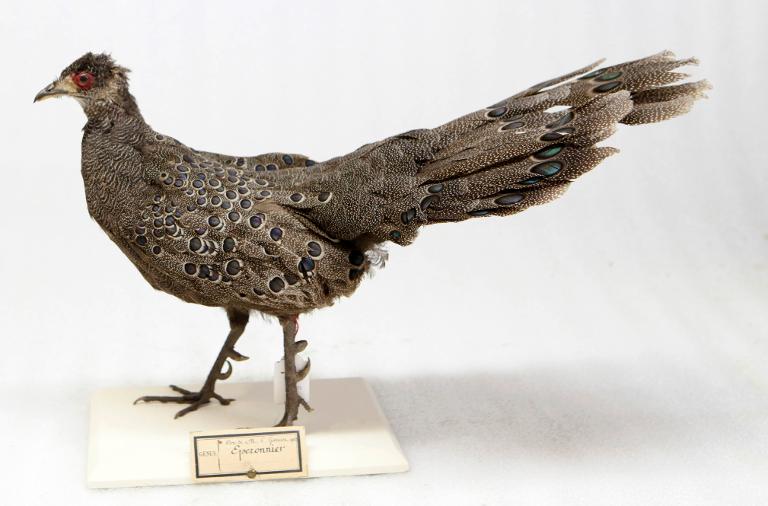 animal naturalisé : oiseau : Eperonnier de Germain