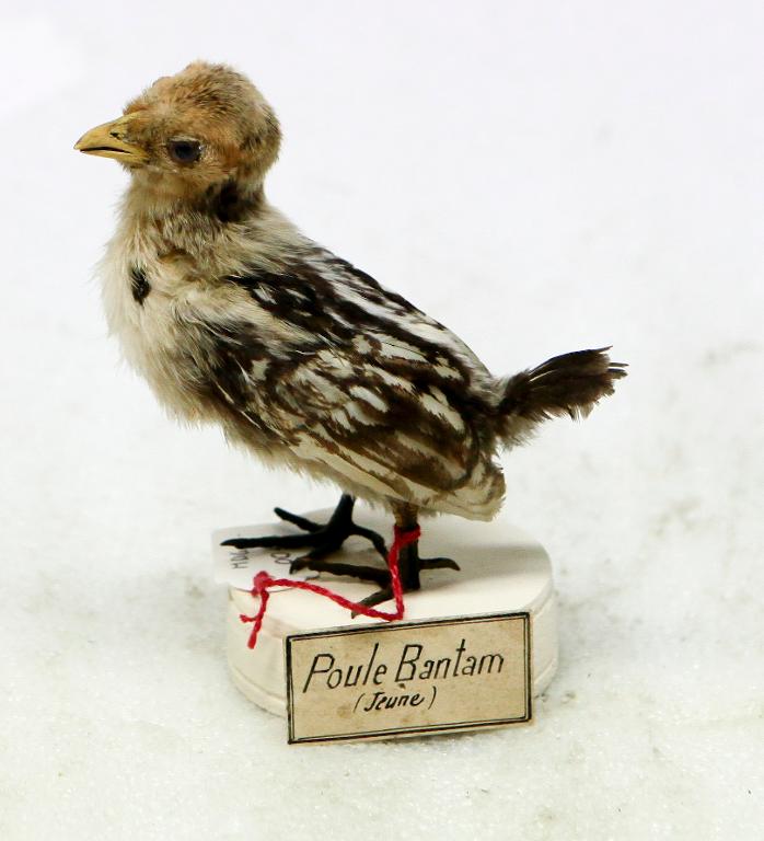 animal naturalisé : oiseau : Poule Bantam