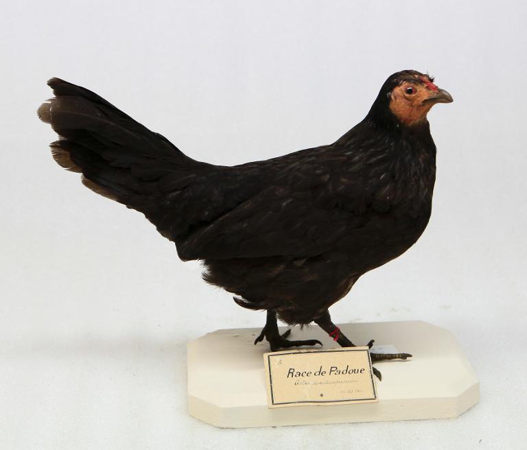 animal naturalisé : oiseau : race de Padoue