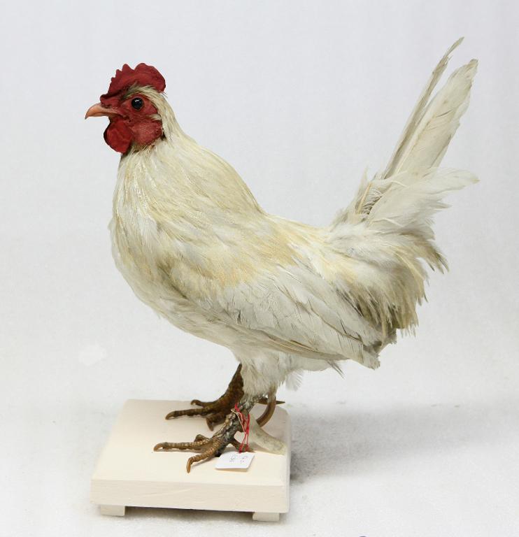 animal naturalisé : oiseau : coq de Russie