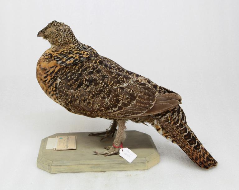 animal naturalisé : oiseau : Grand tétras