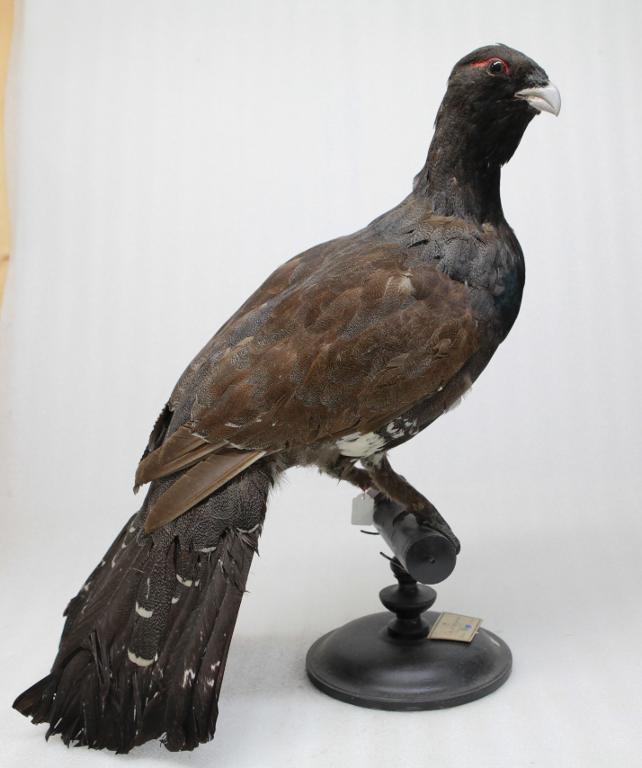 animal naturalisé : oiseau : Grand tétras