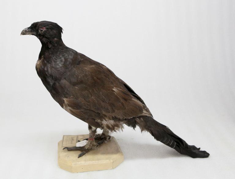 animal naturalisé : oiseau : tétras hybride