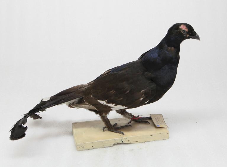 animal naturalisé : oiseau : Tétras lyre