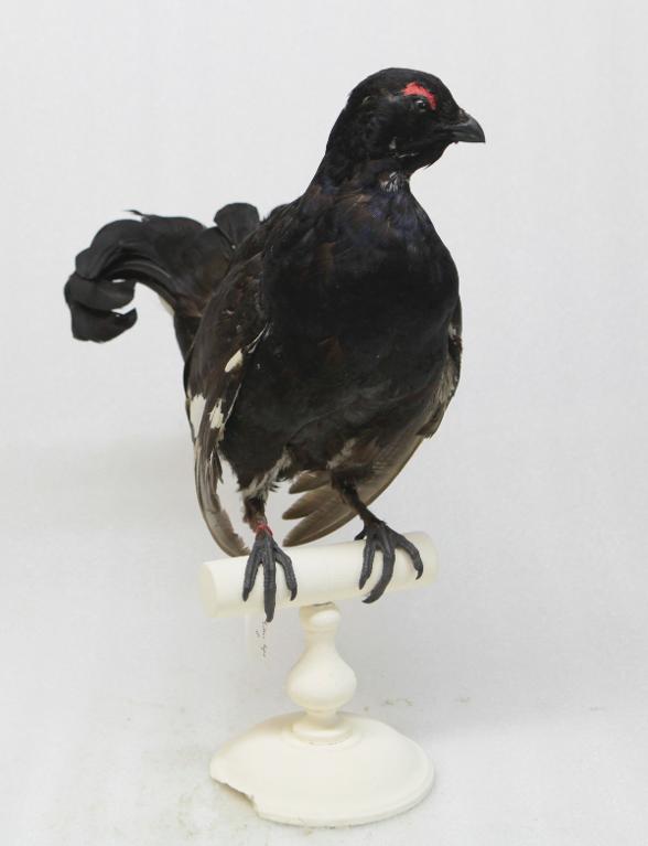 animal naturalisé : oiseau : Tétras lyre