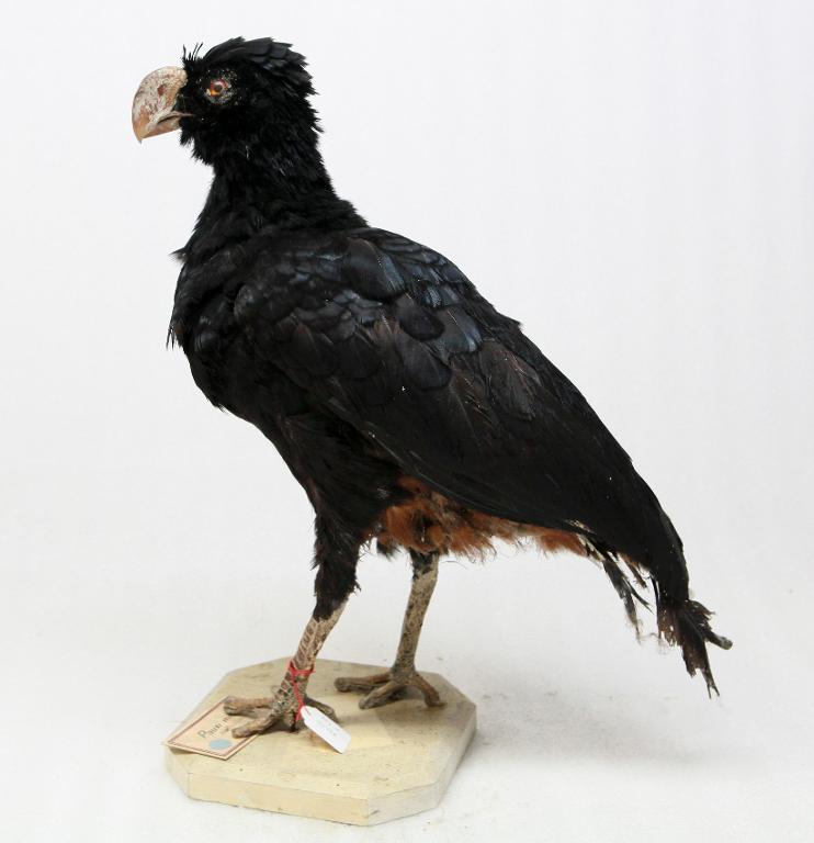 animal naturalisé : oiseau : Hocco tuberculé