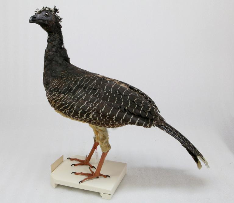 animal naturalisé : oiseau : Hocco à face nue