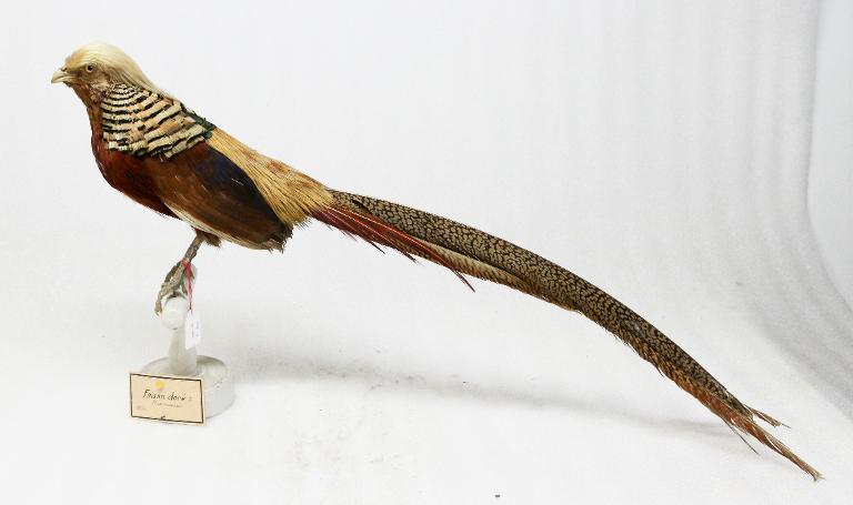 animal naturalisé : oiseau : Faisan doré