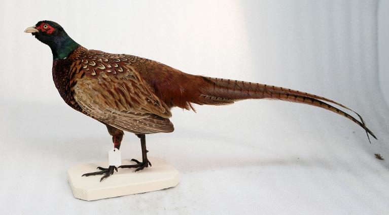 animal naturalisé : oiseau : Faisan de Colchide
