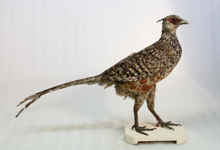 animal naturalisé : oiseau : Faisan de Wallich
