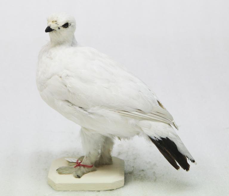 animal naturalisé : oiseau : Lagopède alpin