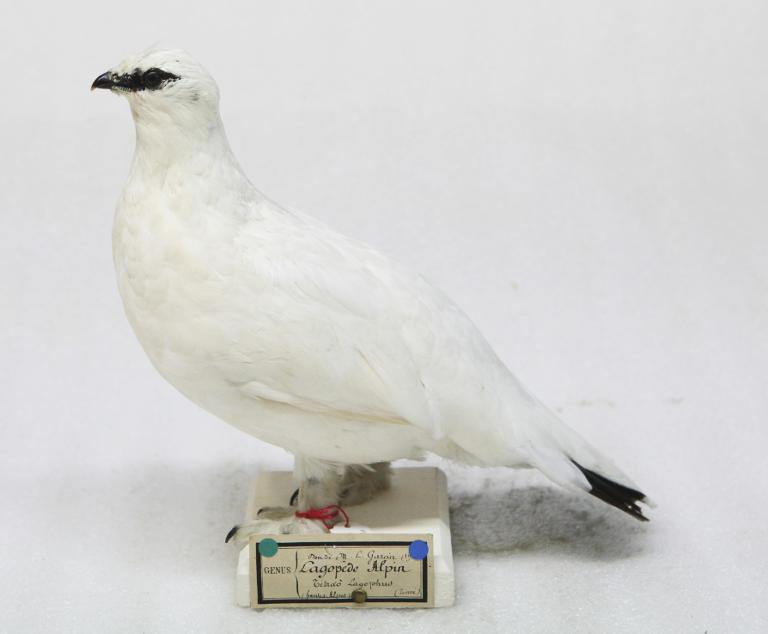 animal naturalisé : oiseau : Lagopède alpin