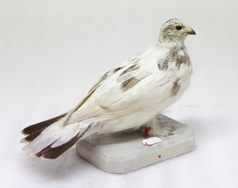 animal naturalisé : oiseau : Lagopède alpin