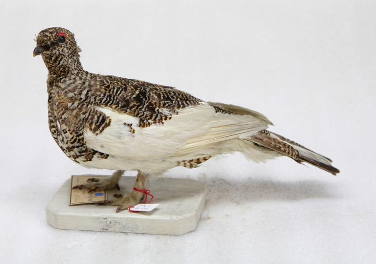 animal naturalisé : oiseau : Lagopède alpin