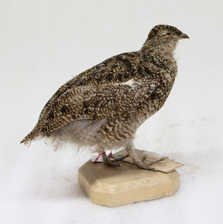 animal naturalisé : oiseau : Lagopède alpin