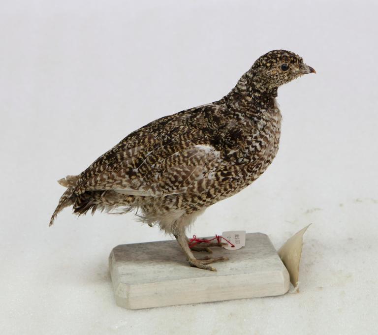 animal naturalisé : oiseau : Lagopède alpin