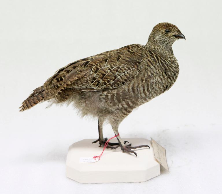 animal naturalisé : oiseau : Tétras lyre