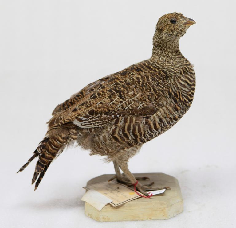 animal naturalisé : oiseau : Tétras lyre