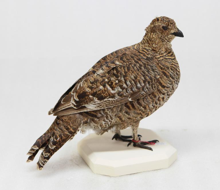 animal naturalisé : oiseau : Tétras lyre