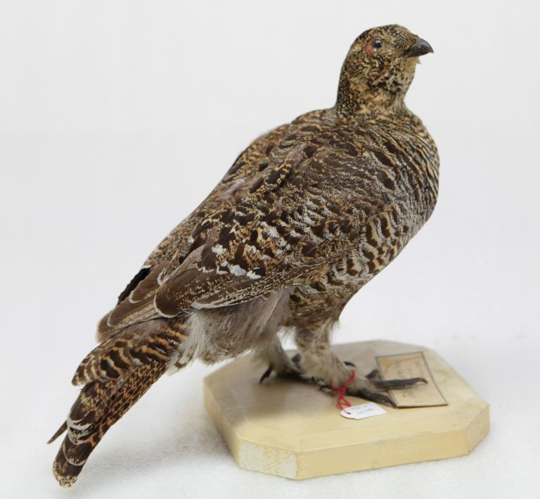 animal naturalisé : oiseau : Tétras lyre