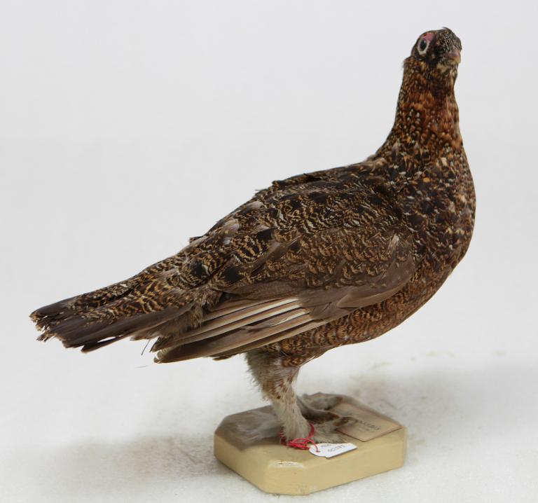 animal naturalisé : oiseau : Lagopède d'Ecosse