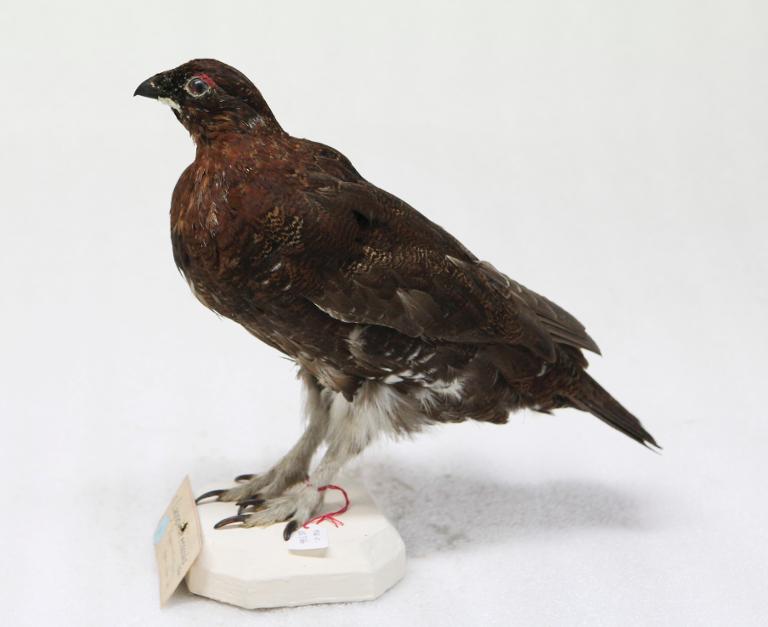 animal naturalisé : oiseau : Lagopède d'Ecosse