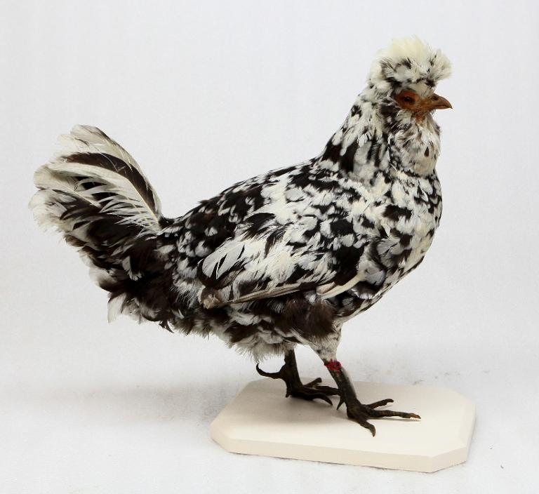 animal naturalisé : oiseau : race de Houdan ? Padoue