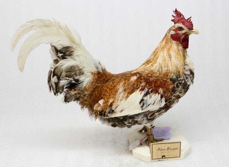 animal naturalisé : oiseau : coq domestique (race basque Euskal-oila)