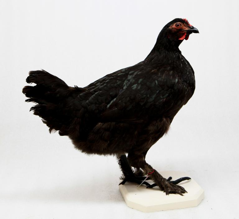 animal naturalisé : oiseau : race de Cochinchine noire