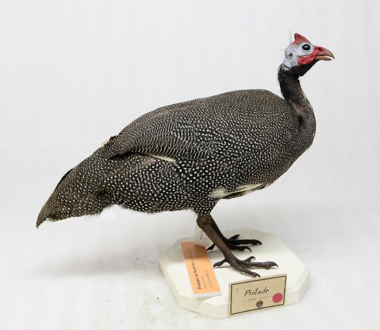 animal naturalisé : oiseau : Pintade de Numidie