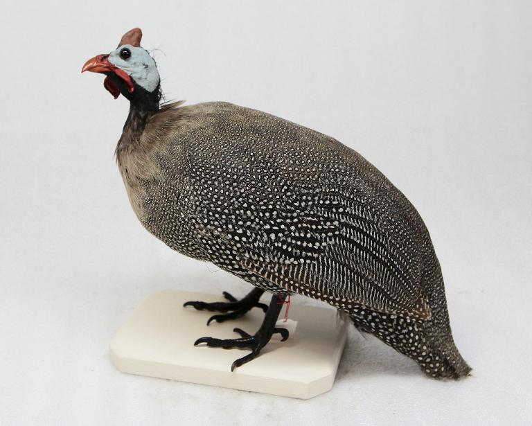 animal naturalisé : oiseau : Pintade de Numidie