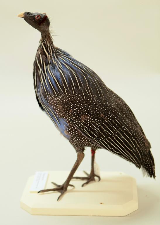 animal naturalisé : oiseau : Pintade vulturine